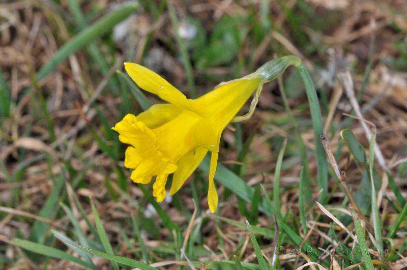 Narcissus asturianus subsp. jacetanus.  Fotografías de José Ricardo 